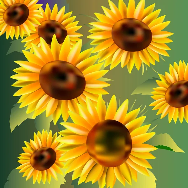 Bunga vektor kuning taman musim panas bunga matahari - Stok Vektor