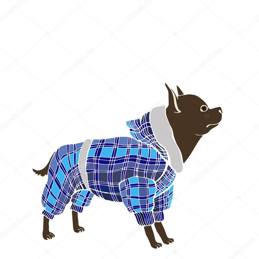 vector dog clothes funny little blue