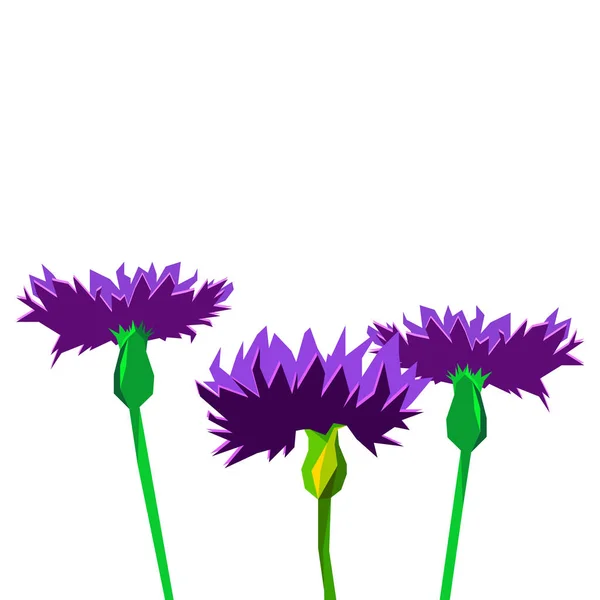 Bunga Knapweed dengan latar belakang putih. Vektor ilustrasi dari flwoers kecil biru - Stok Vektor