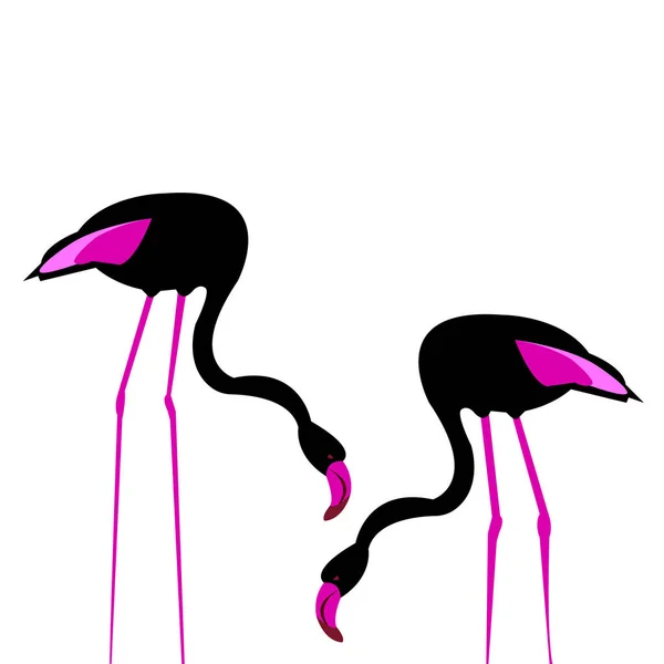 Vektor fågel flamingo illustration rosa exotiska konst siluett skönhet vilda natur — Stock vektor