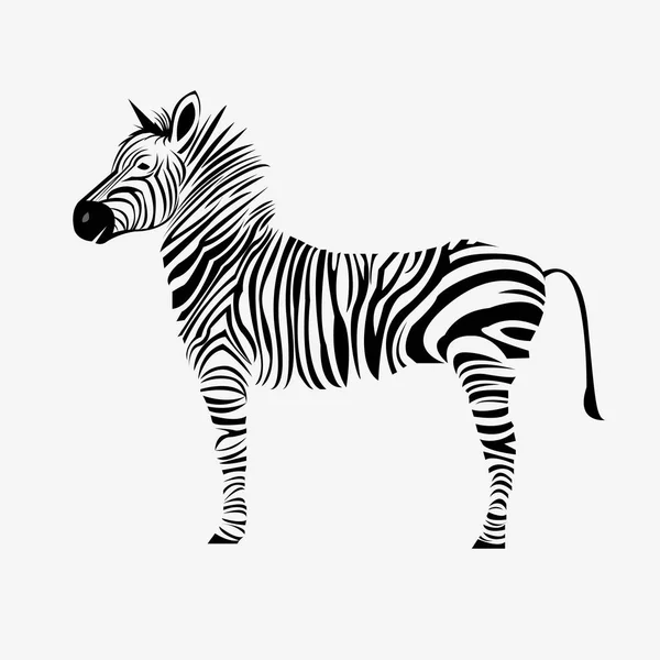 Animal cebra vector ilustración salvaje mamífero blanco negro zoológico rayas — Vector de stock