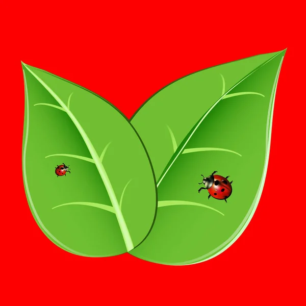 Coccinella vettore rosso illustrazione colorato coleottero — Vettoriale Stock