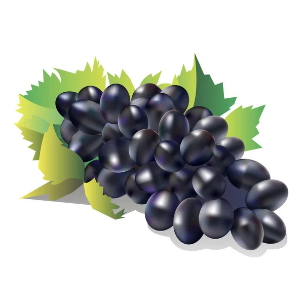 Виноград виноградная лоза свежая — стоковый вектор