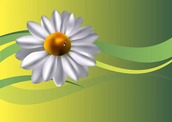Fleur vecteur floral blanc été camomille — Image vectorielle