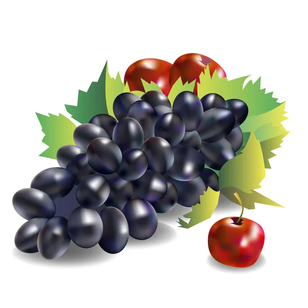 Vector frukt mat grape vine färska — Stock vektor