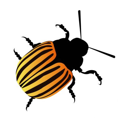 resimde doğa patates colorado vektör hayvan