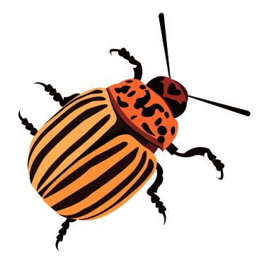 resimde doğa patates colorado vektör hayvan