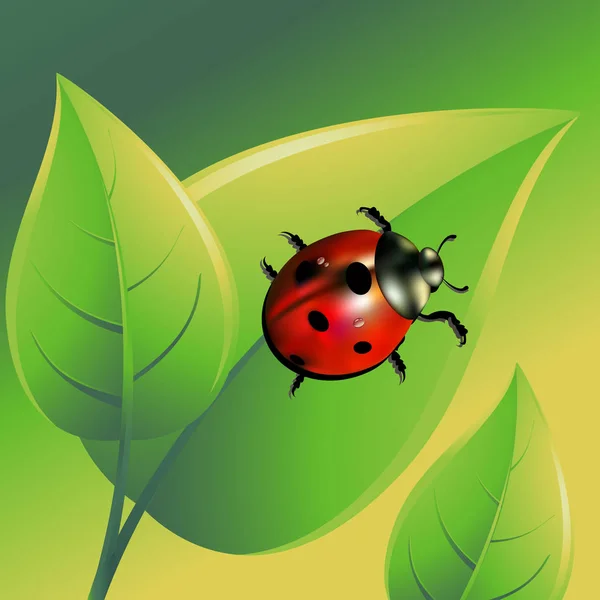 Coccinelle vecteur rouge illustration coléoptère — Image vectorielle