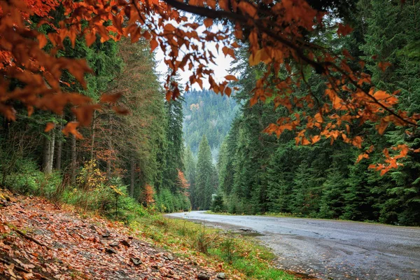 Mountain road in the forest — Stock Photo, Image