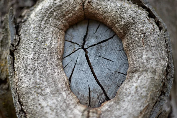 La texture du vieil arbre, une branche sciée, une brindille, avec un — Photo