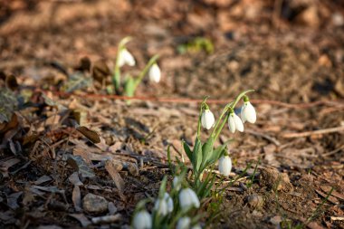 Çiçek kardelenleri, doğal ortamda. Marş. Kadın fahişesi.