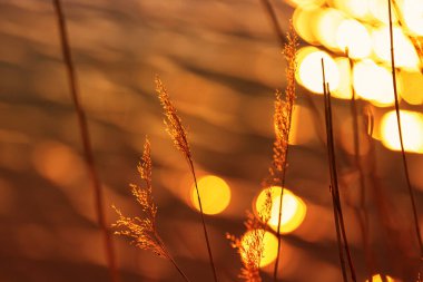 Ön planda sazlıklar ve güzel bokeh ile güzel bir gün batımı.