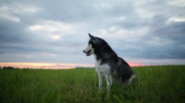 Siyah ve beyaz köpek, Sibirya Husky açık havada parkta günbatımında doğurmak