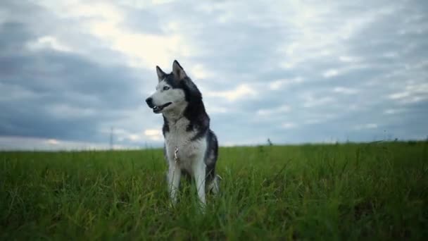 Černá a bílá, pes, plemeno sibiřský Husky venku v parku při západu slunce — Stock video