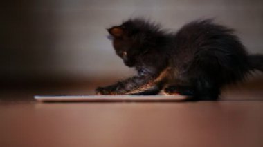 Akşam bir küçük siyah yavru kedi ekran tablet bilgisayar ile oynuyor. Eğleniyor ve ekranda atlama.