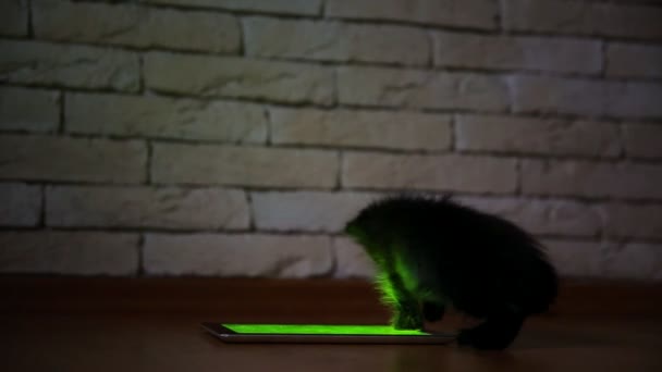 Un pequeño gatito negro en la noche está jugando con una tableta de pantalla. Divertirse y saltar en la pantalla . — Vídeos de Stock