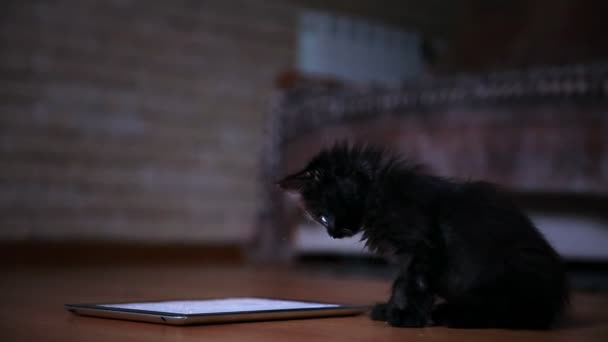 Трохи чорного кошеня ввечері грає з екраном планшетного комп'ютера. Розважаючись і стрибаючи на екрані . — стокове відео