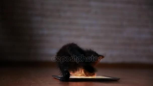 Маленький чёрный котёнок по вечерам играет с планшетным компьютером. Веселье и прыжки на экране . — стоковое видео