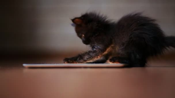 Een klein zwart katje in de avond rommelt met een tabletcomputer scherm. Met plezier en springen op het scherm. — Stockvideo