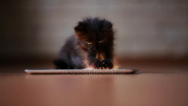 Ein kleines schwarzes Kätzchen spielt abends mit einem Tablet-Computer. Spaß haben und auf den Bildschirm springen. — Stockvideo