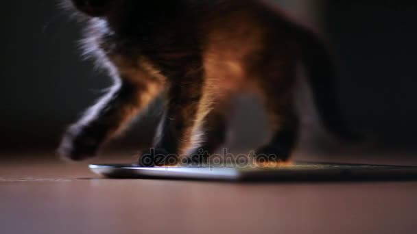 Un pequeño gatito negro en la noche está jugando con una tableta de pantalla. Divertirse y saltar en la pantalla . — Vídeos de Stock