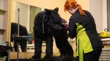 A profesyonel damat benim dükkanda clippers saç ile büyük bir siyah Terrier keser.