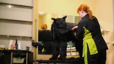 A profesyonel damat benim dükkanda clippers saç ile büyük bir siyah Terrier keser. Profesyonel beceri