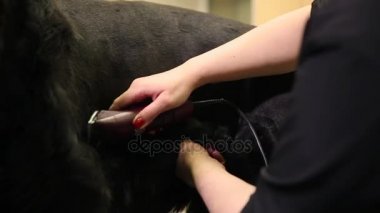 El ve clipper saç yakın çekim köpek kesmek
