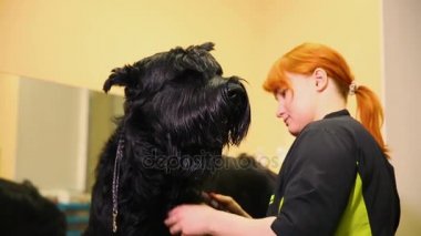 A profesyonel damat benim dükkanda clippers saç ile büyük bir siyah Terrier keser. Caring için bir köpek