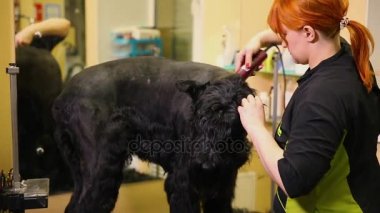 A profesyonel damat benim dükkanda clippers saç ile büyük bir siyah Terrier keser. Köpekler kesmek için kafa