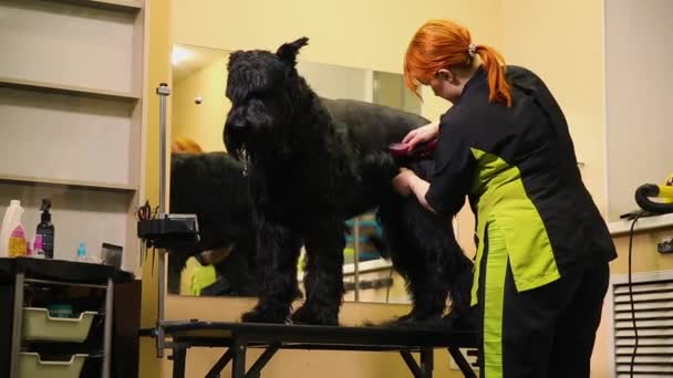 En professionell groomer i min butik klipper en stor svart Terrier med clippers hår. Färdighet — Stockvideo