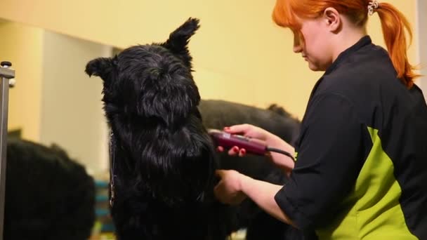 Un peluquero profesional en mi tienda corta un Terrier negro grande con el pelo de las cortadoras. Clínica veterinaria — Vídeos de Stock