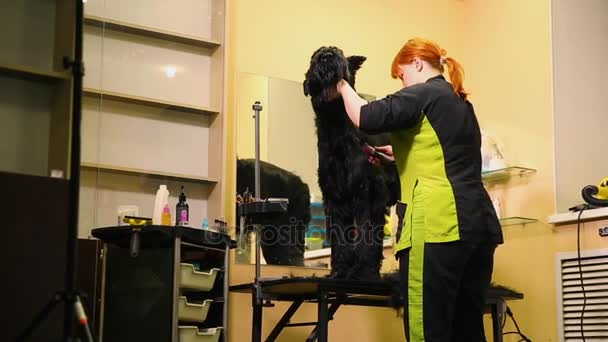 Um profissional groomer na minha loja corta um grande terrier preto com clippers cabelo. O cão pastor russo preto — Vídeo de Stock