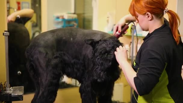 Jeden odborný čeledín v mém obchodě škrty velký černý teriér s clippers vlasy. Chcete-li snížit psi hlavu — Stock video