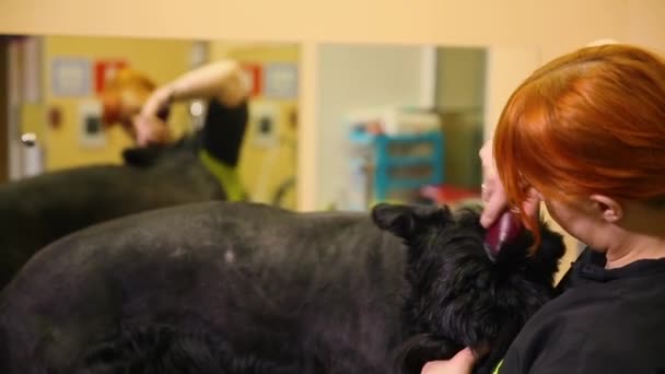Ein professioneller Pfleger in meinem Geschäft schneidet einen großen schwarzen Terrier mit Haarscheren. das überschüssige Haar des Hundes rasieren. Vorbereitung auf eine Hundeausstellung. — Stockvideo