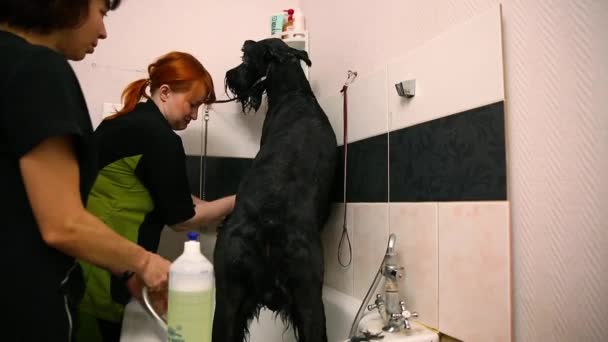 Dvě ženy prát velký černý ruské ovčáka v koupelně kosmetika pro zvířata — Stock video