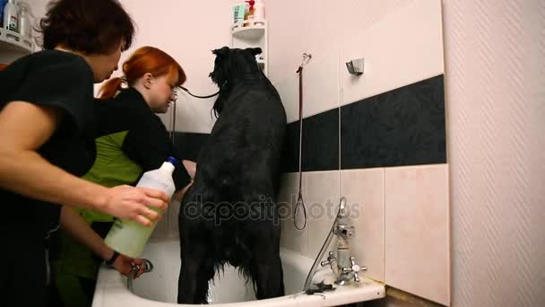 Dvě ženy si umýt velký černý ruské ovčáka v koupelně kosmetika pro zvířata. Pour šampon — Stock video