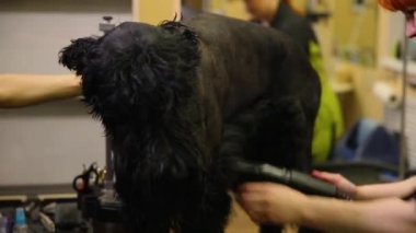 İki kadın profesyonel grommers kuru köpek saç kurutma makinesi yıkama sonrası ve saç kesimi başlamadan önce.