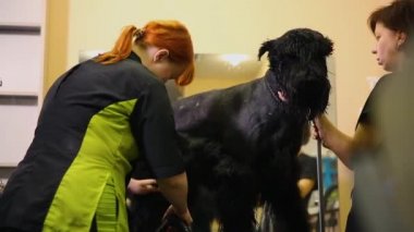 İki kadın profesyonel grommers köpek saç kurutma makinesi yıkama sonrası ve saç kesimi başlamadan önce kuru. rekabet için hazırlanıyor