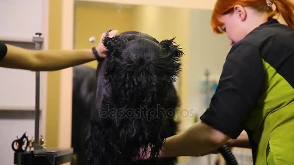 İki kadın profesyonel grommers köpek saç kurutma makinesi ile yıkandıktan sonra kuru.. — Stok video