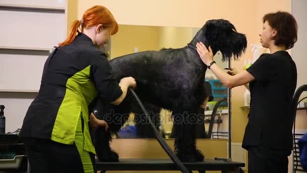 Dos mujeres grommers profesionales secan el perro con un secador de pelo . — Vídeo de stock
