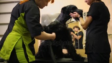 İki kadın profesyonel grommers köpek saç kurutma makinesi yıkama sonrası ve saç kesimi başlamadan önce kuru. Köpekler göğüs Kuru