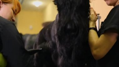 İki kadın profesyonel grommers kuru köpek saç kurutma makinesi yıkama sonrası ve saç kesimi başlamadan önce.