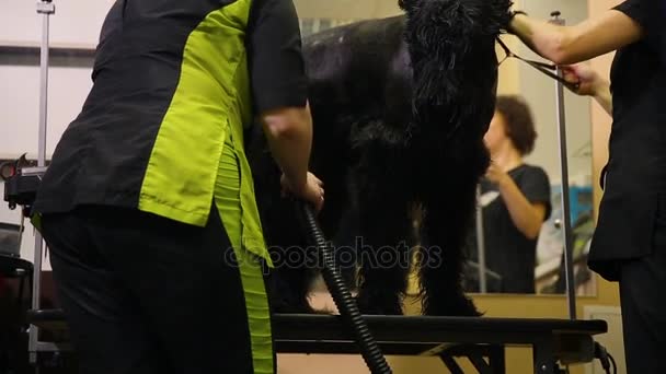 Dos mujeres grommers profesionales secan el perro con un secador de pelo después del lavado y antes de comenzar el corte de pelo. concurso de novio — Vídeo de stock