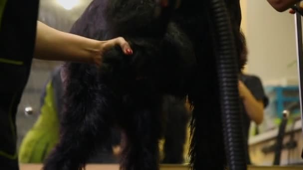 Dos mujeres grommers profesionales secan el perro con un secador de pelo después del lavado y antes de comenzar el corte de pelo. Seque la pata de los perros, la cámara se mueve . — Vídeos de Stock