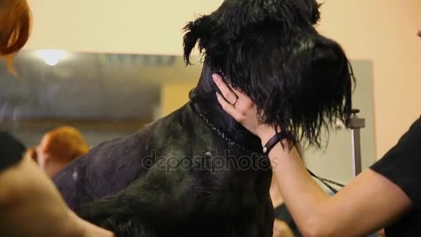 Deux femmes essuient le chien avec un sèche-cheveux après le lavage et avant de commencer la coupe de cheveux. gros plan d'un museau de chien — Video