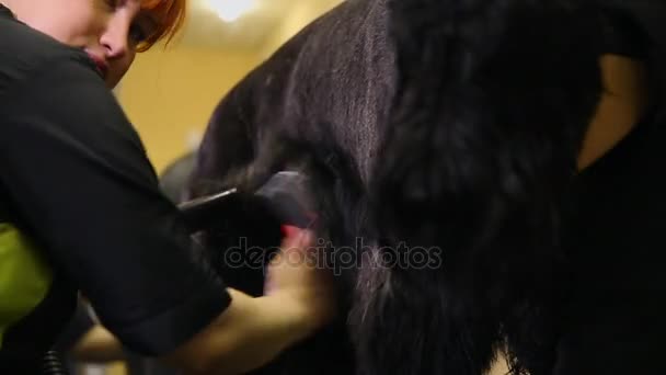 Twee vrouwen professionele grommers drogen de hond met een föhn na het wassen en voordat het kapsel. — Stockvideo