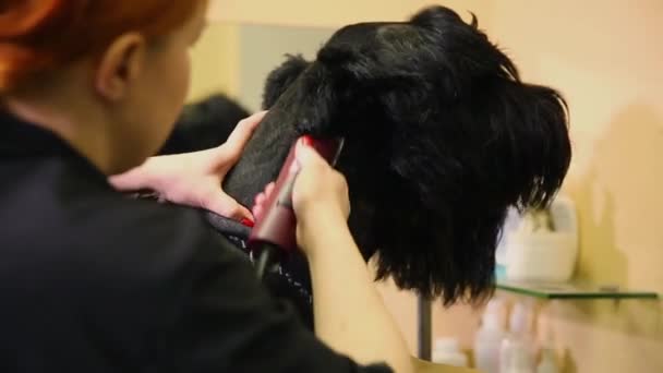 Nahaufnahme eines Pflegers, der einen Hund in einem Schönheitssalon für Hunde mit einem Elektroschneider schneidet. Hundekopf — Stockvideo