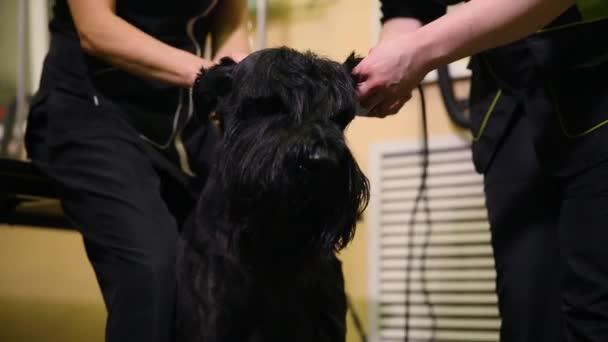 Nahaufnahme eines Pflegers, der einen Hund in einem Schönheitssalon für Hunde mit einem Elektroschneider schneidet. Hundeohren — Stockvideo