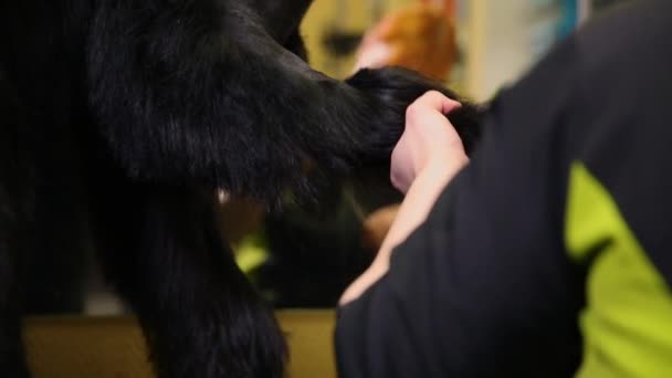 Крупным планом парикмахера рука режет собаку в салоне красоты для собак с помощью электрического клиппера. Собачьи ноги — стоковое видео